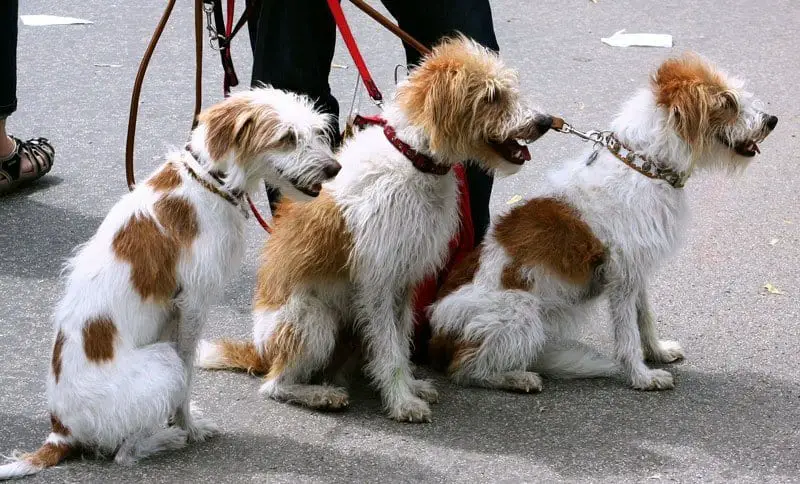 Become-a-Pet-Walker
