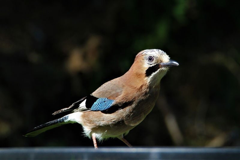Bird-Watching