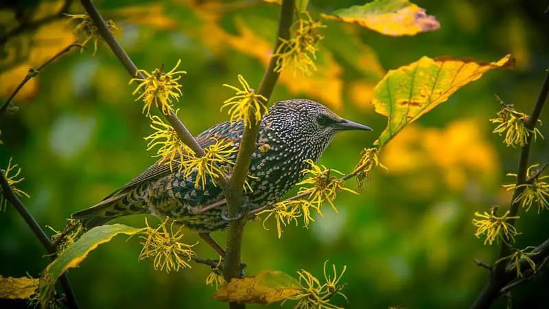 Birdwatching