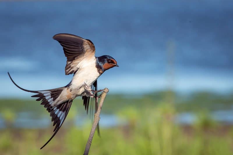 Birdwatching