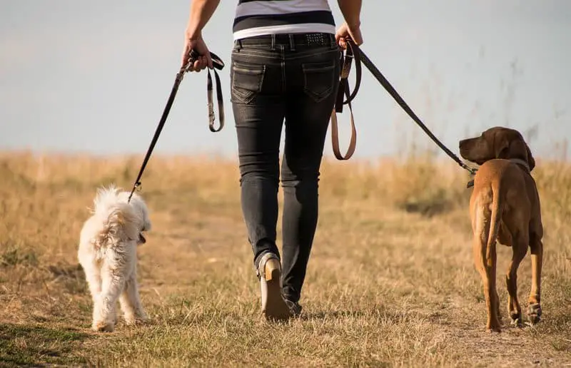 Dog-Walking