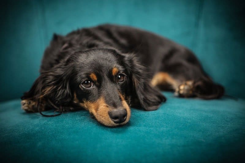 Housesitting-and-Taking-Care-of-a-Pet