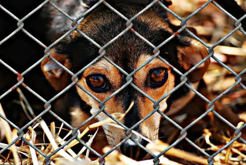 Involvement-with-Animal-Organisation