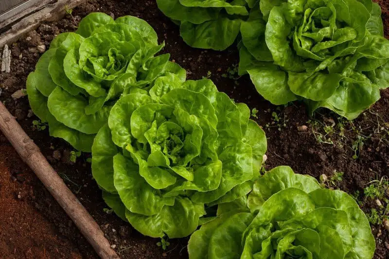 Start-a-Vegetable-Patch-Together