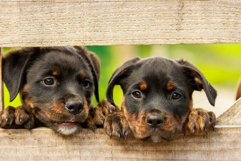Training-Dog