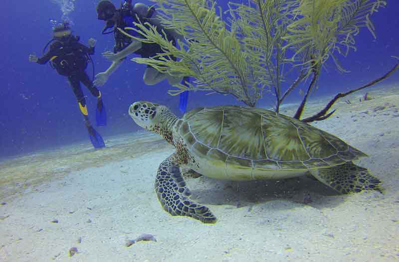 Scuba-Diving