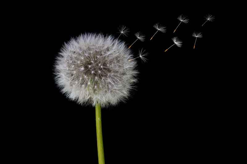 Dandelion Wish